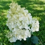 Hortenzija šluotelinė (Hydrangea paniculata) 'Magical Candle'